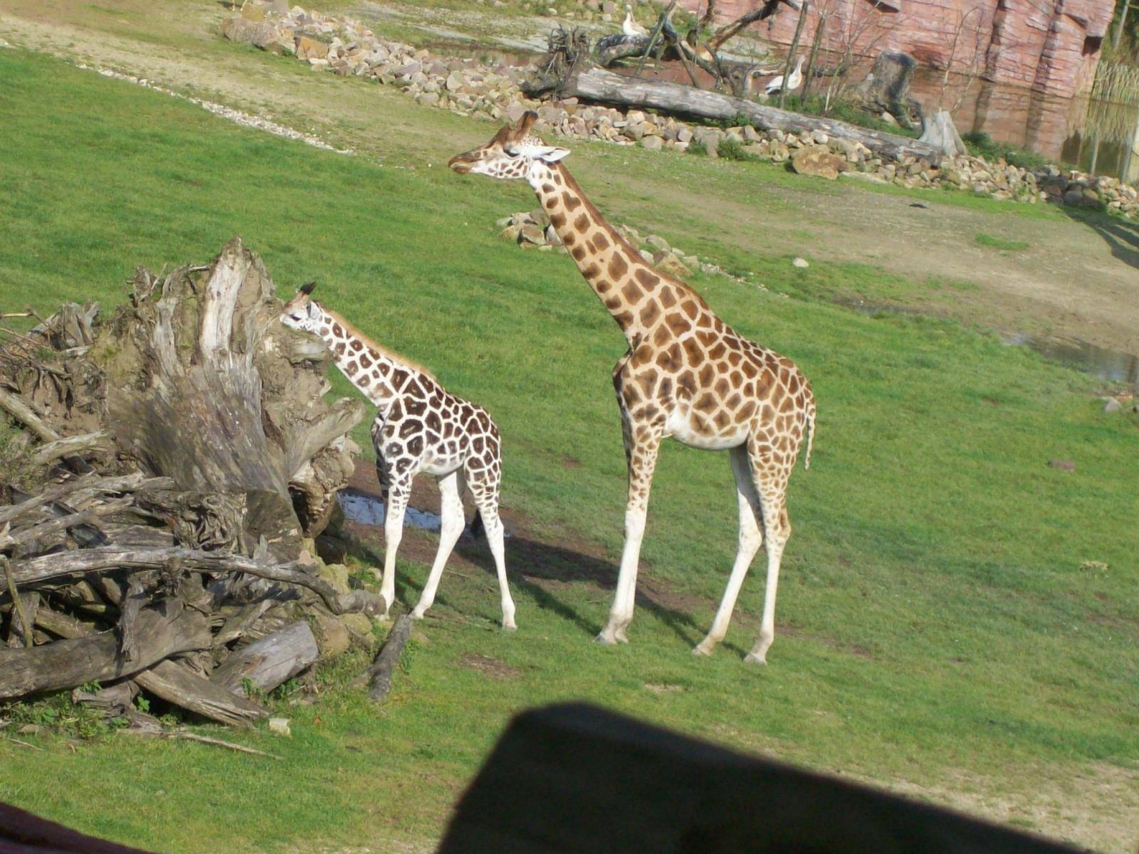 Zoom 18.10.2008-117.jpg